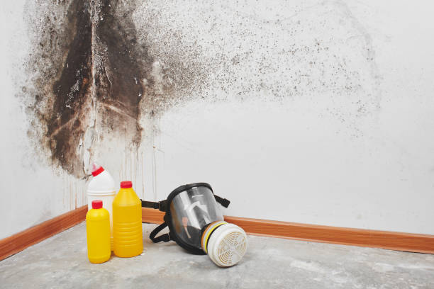 Trusted Bristol, IN Mold Removal Experts