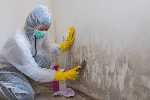 Best Crawl Space Mold Removal  in Bristol, IN