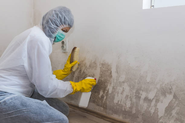 Office Mold Removal Services in Bristol, IN
