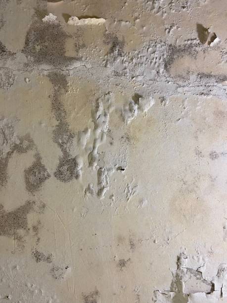 Best Mold Remediation  in Bristol, IN