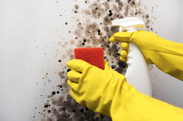 Best Mold Damage Repair  in Bristol, IN