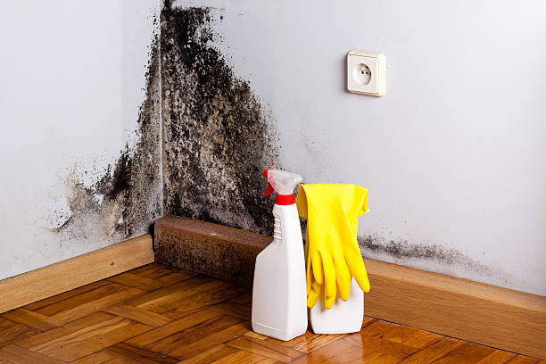 Best Office Mold Removal Services  in Bristol, IN