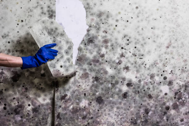 Attic Mold Removal in Bristol, IN